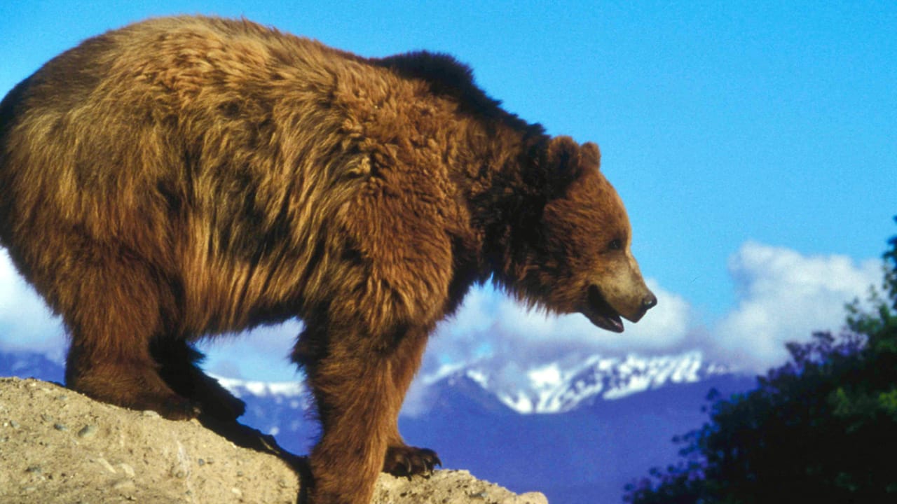 Russia's 'Fancy Bear' APT Continues Its Global Onslaught