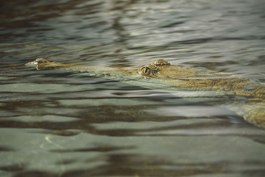 Photo of alligator swimming beneath the surface looking for prey