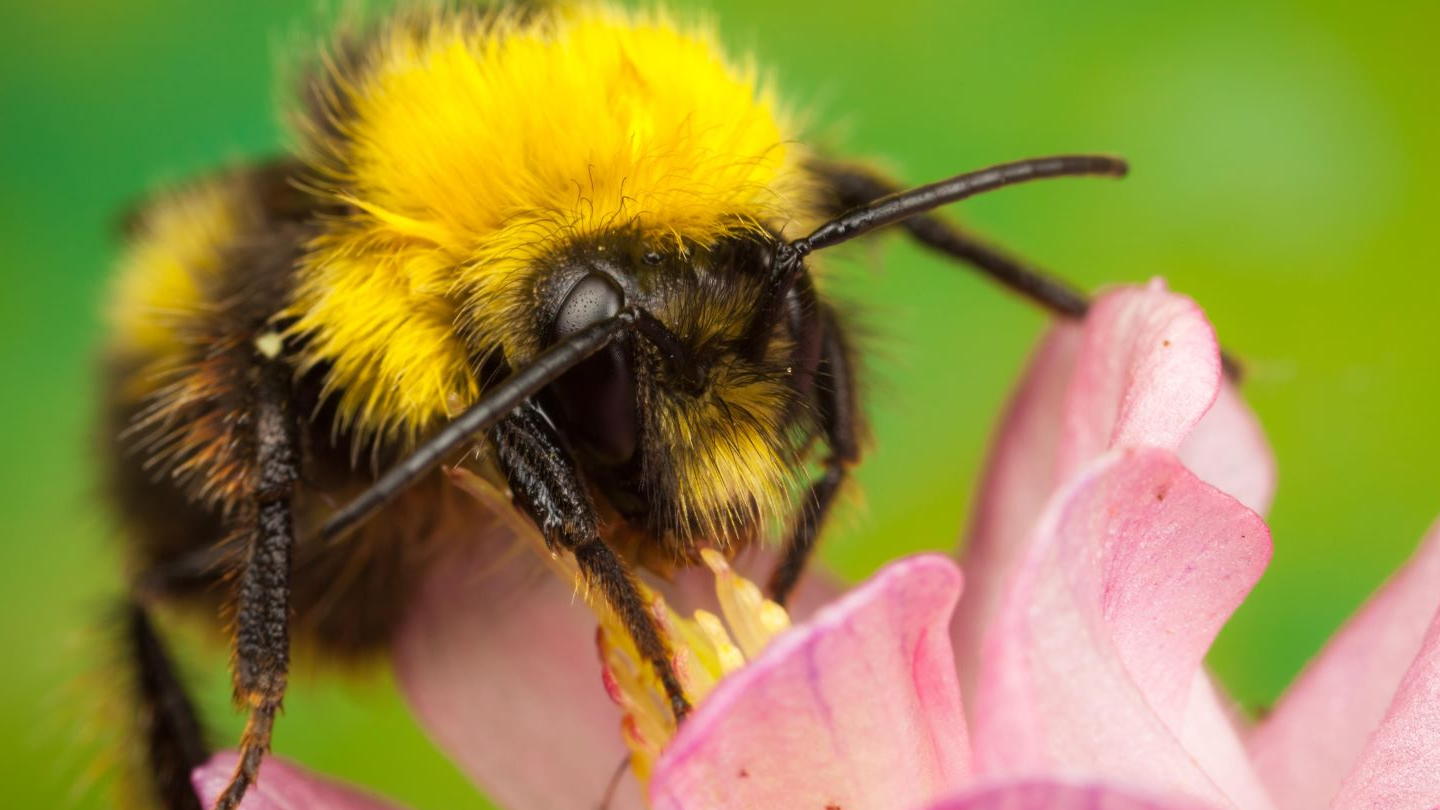 EagerBee Backdoor Takes Flight Against Mideast ISPs, Government Targets