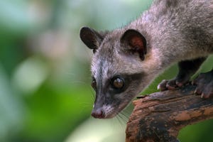 A toddy cat (Asian palm civet) on a wooden fence, Indonesia