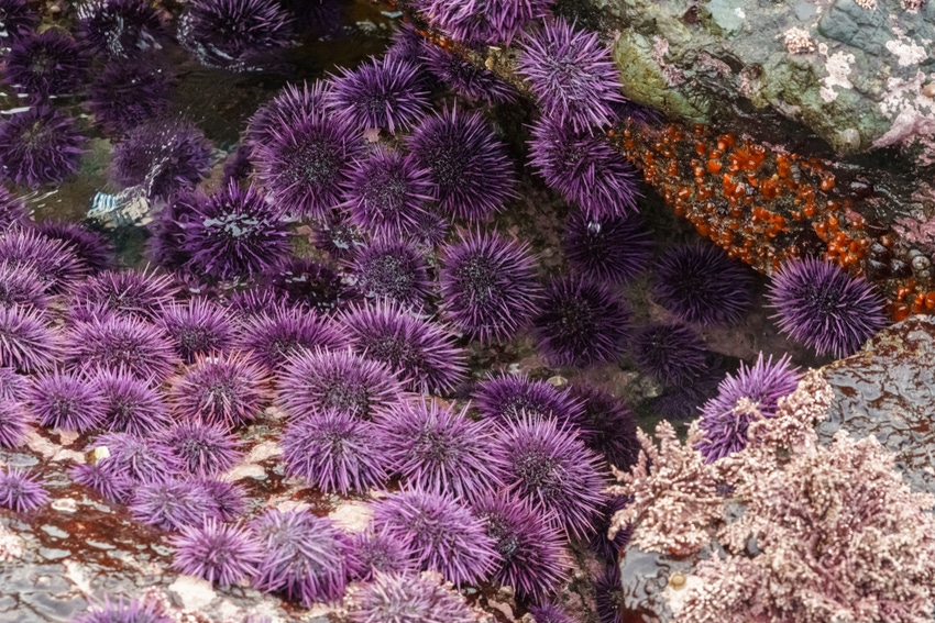 photo of purple sea urchins