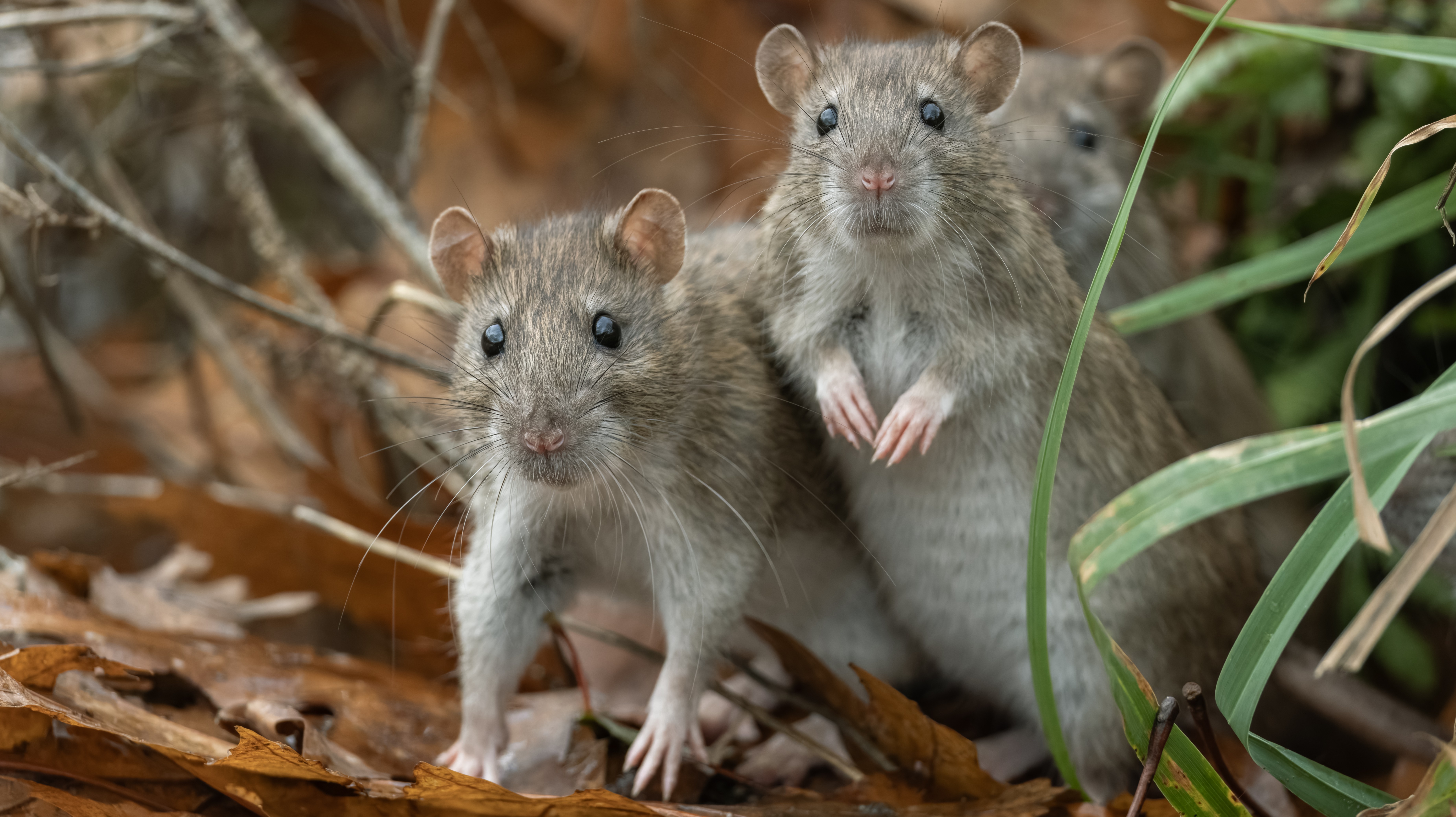 SilkParasite Threatens Central Asian Orgs With Flurry of RATs