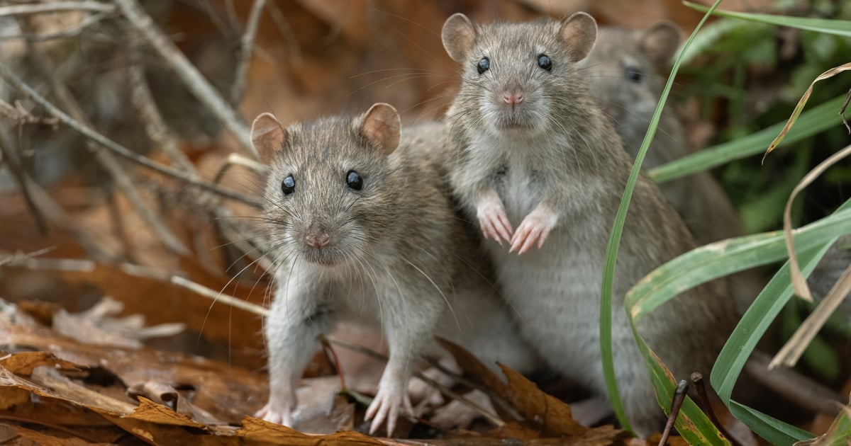 SilkParasite Targets Central Asian Governments with New RATs