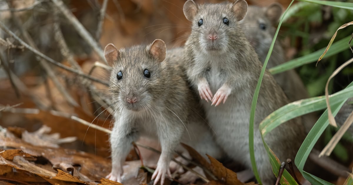 SilkParasite Threatens Central Asian Orgs with Flurry of RATs