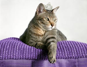 Striped cat sitting atop a royal purple cushion wearing a jeweled tiara or crown
