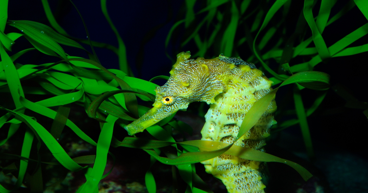 'Savvy Seahorse' Hackers Debut Novel DNS CNAME Trick