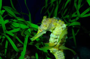 A green seahorse underwater