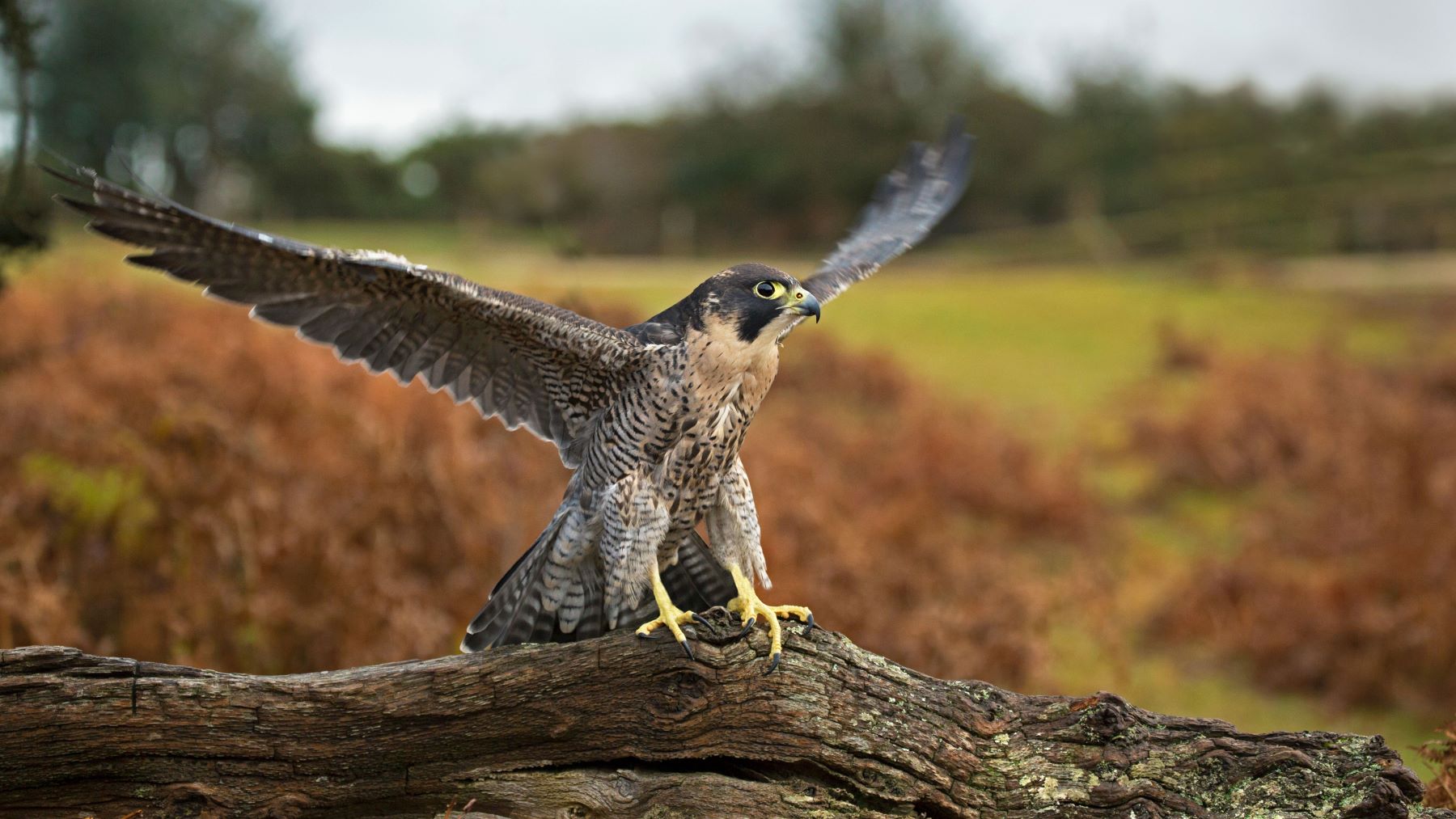 Stealth Falcon APT Exploits Microsoft RCE Zero-Day in Mideast