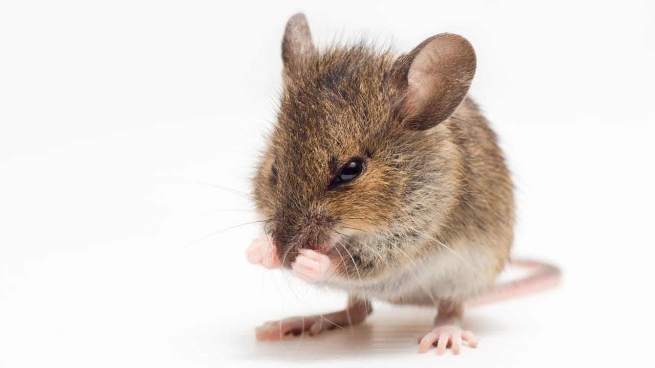 Shadow#Reactor Uses Text Files to Deliver Remcos RAT