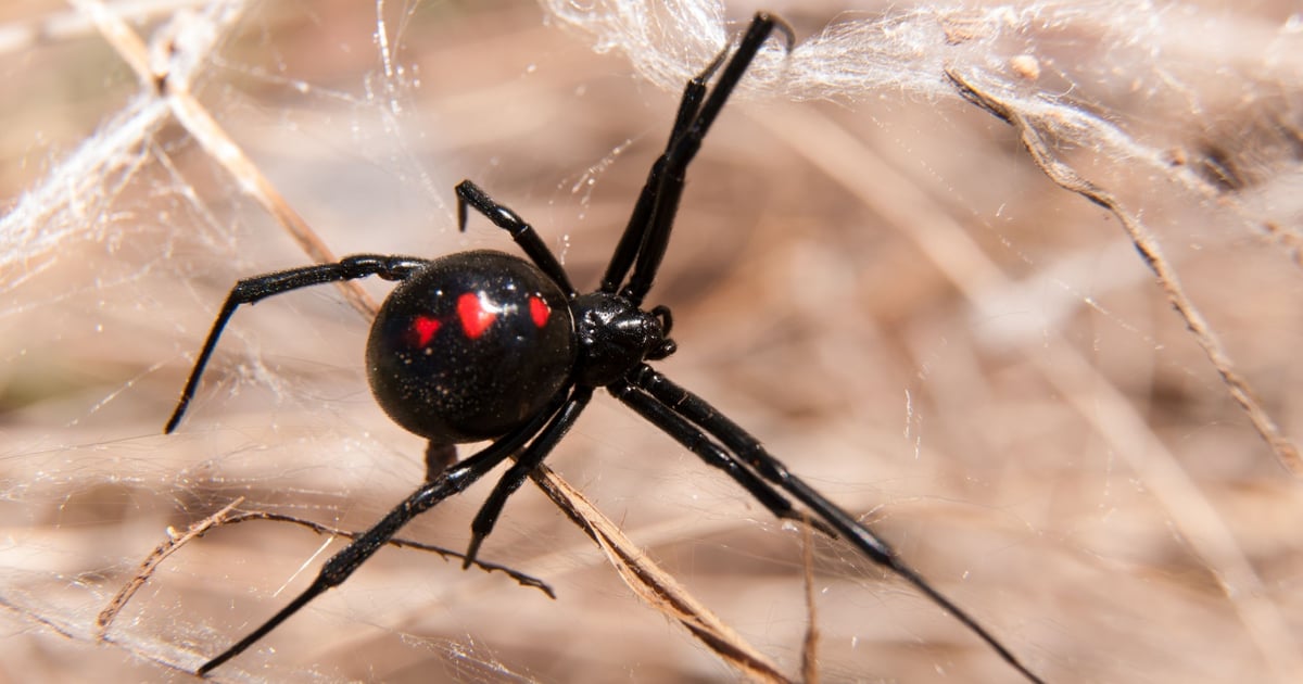 Scattered Spider Hacking Spree Continues With Airline Sector Attacks