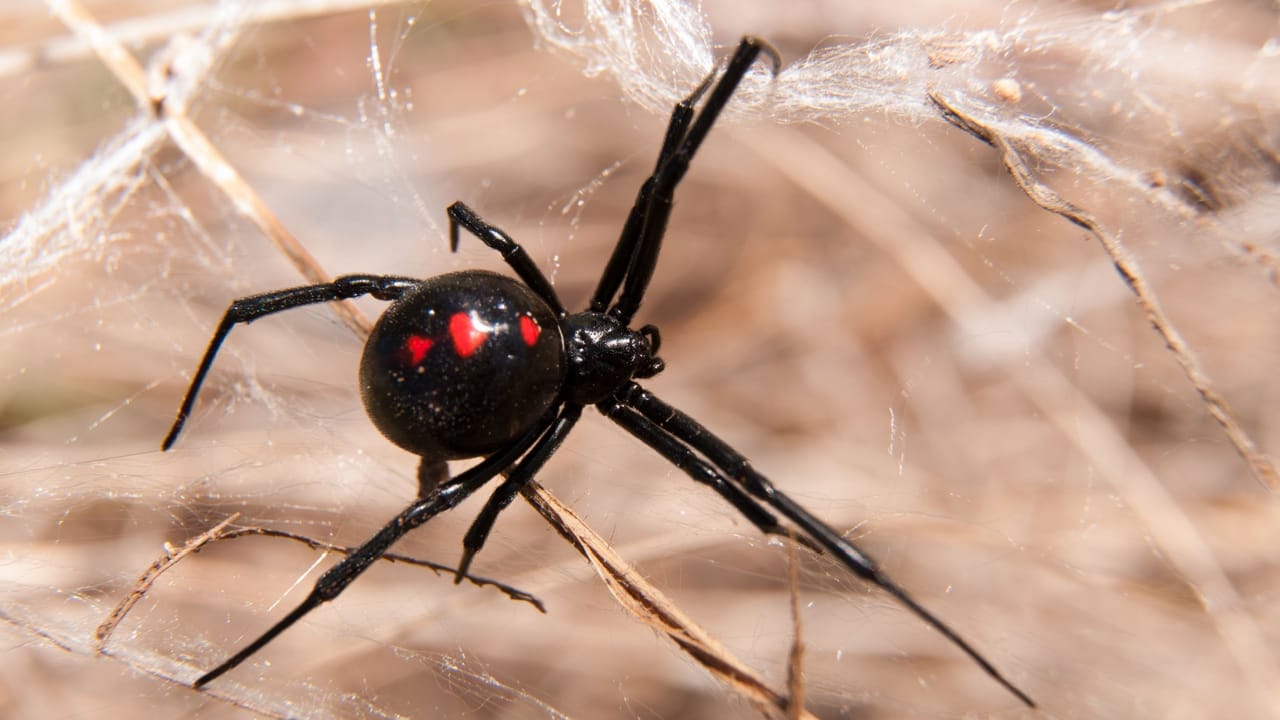 From Dark Reading – Scattered Spider Hacking Spree Continues With Airline Sector Attacks