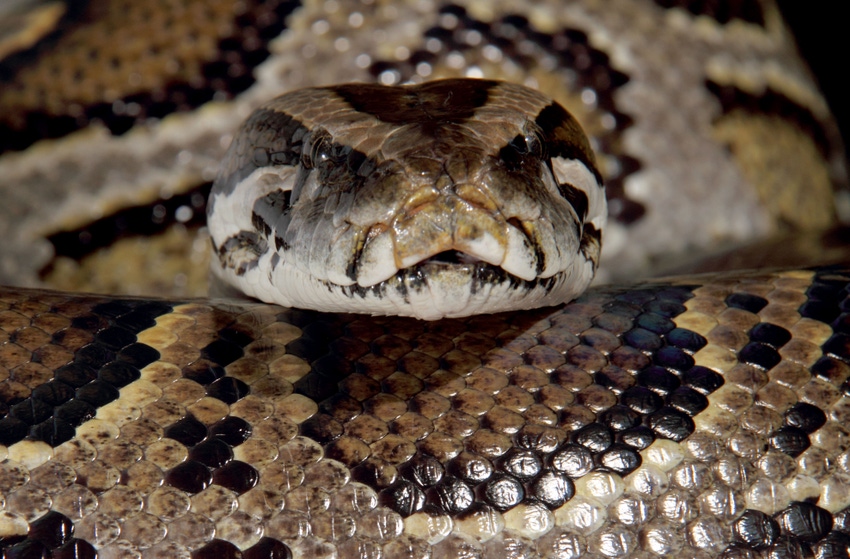 Image shows a snake with various black, gray and green markings with its head facing the camera and resting on its coiled body