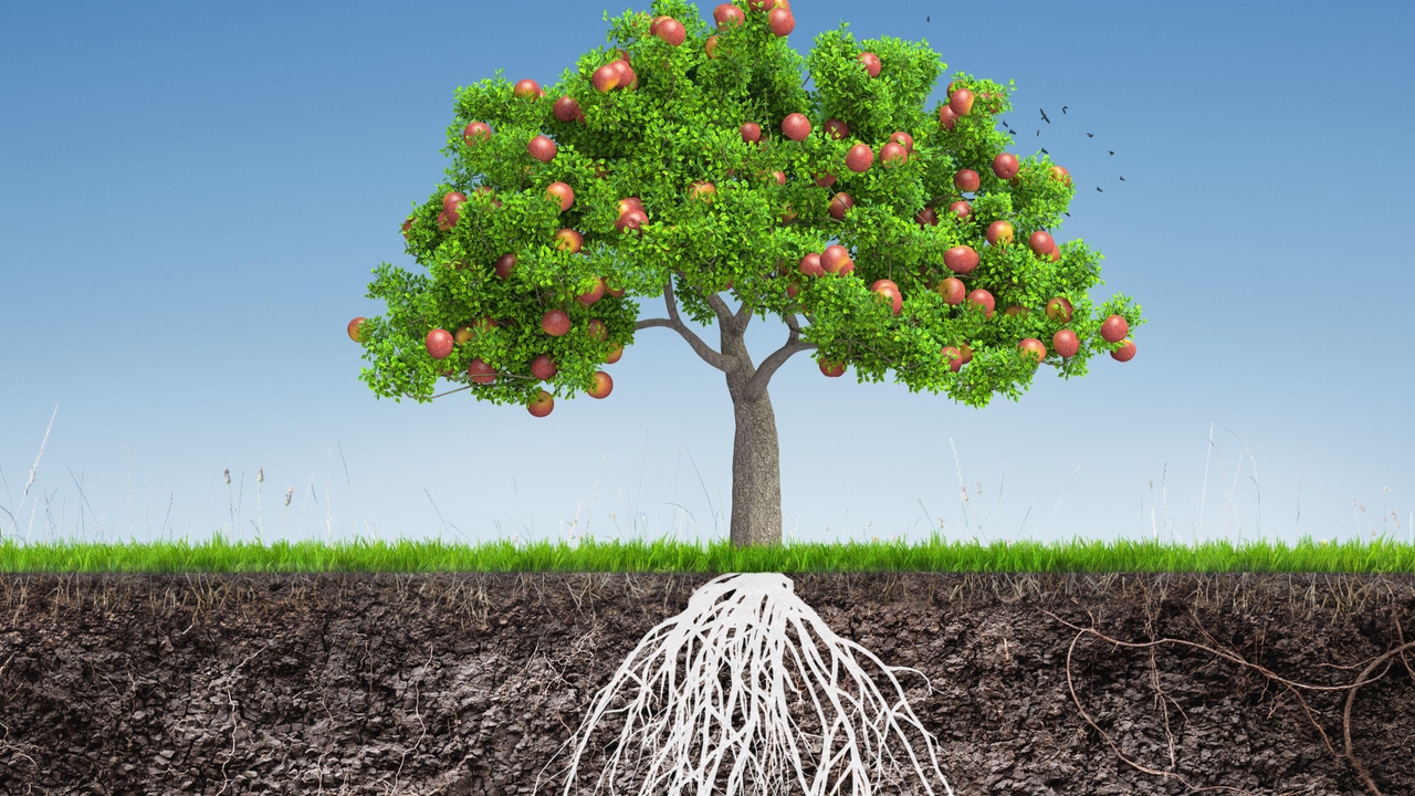 An apple tree with roots growing underground An apple tree with roots growing underground