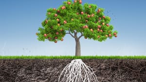 An apple tree with roots growing underground An apple tree with roots growing underground