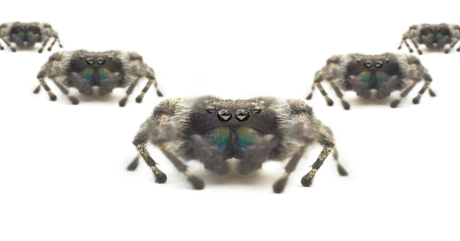 Scattered Spider hops nimbly from cloud to on-prem in complex attack