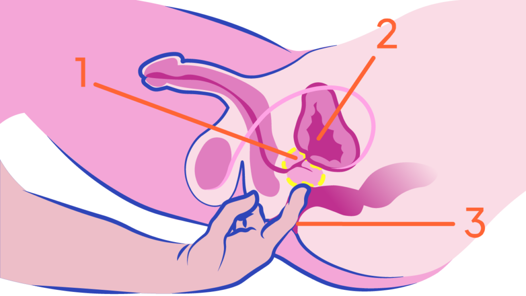 Illustration der viser hvor prostata findes ergonomisk
