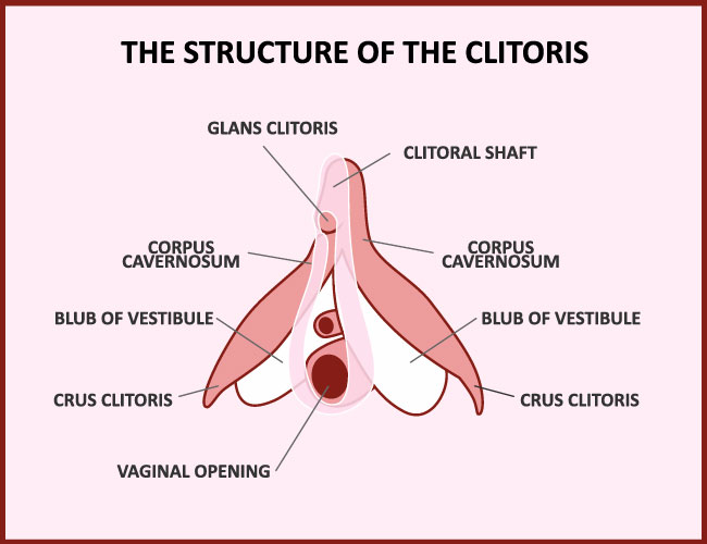 Illustration som visar hur en klitoris ser ut