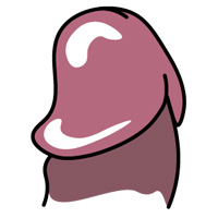 Illustration of a penis head