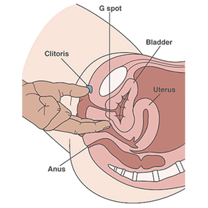 Illustration af kvindes underliv og de inde organer med hånd der trykker ind på g-punkt