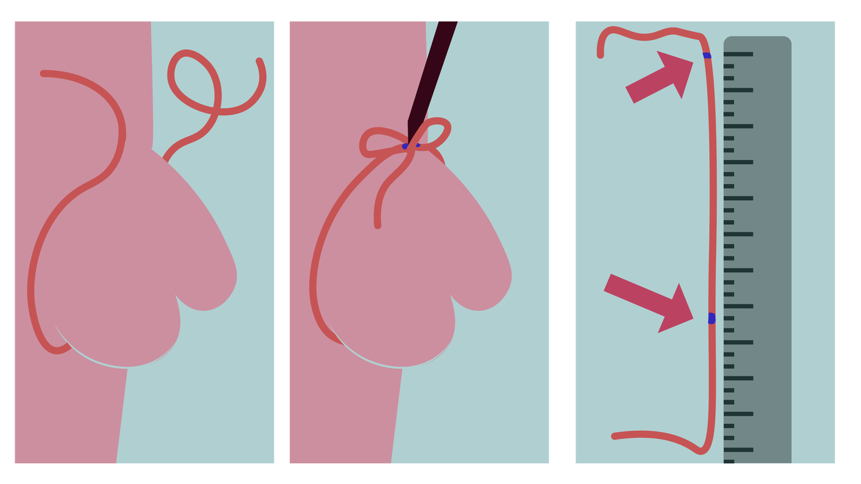 En snor blir bundet rundt en penis og deretter plassert oppå en linjal.