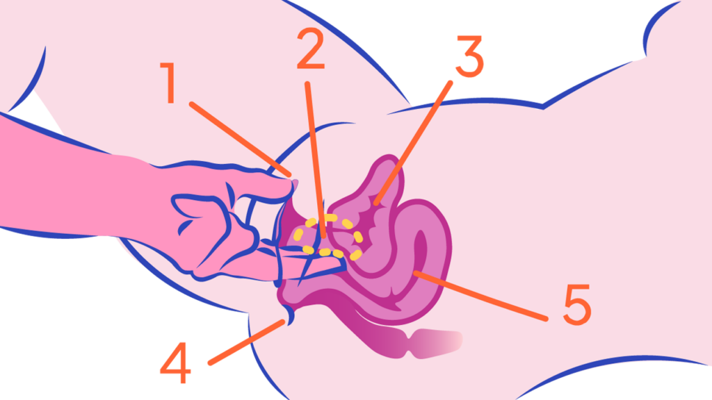Illustrasjon av en kvinnes anatomi med en klitoris, g-punkt, blære, anus og livmor