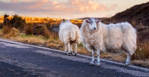Scottish sheep to test driverless car reactions.