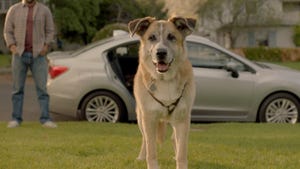 Subaru this week debuted quotMake a Dog39s Dayquot Impreza spot