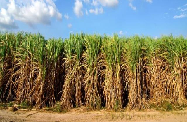 US researchers have engineered way to convert sugar into oil in sugarcane resulting in new and sustainable biodiesel source