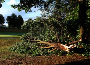 Tall trees fell at Grand Traverse and throughout the area
