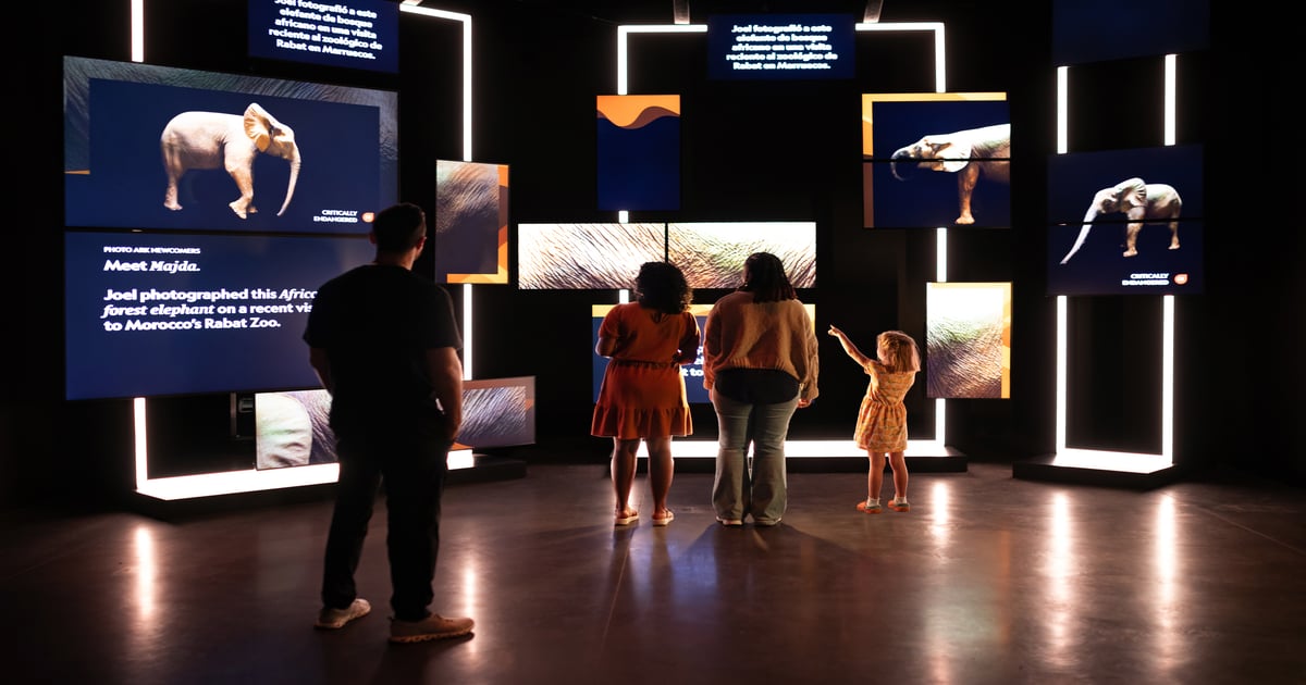 National Geographic’s New Museum Comes to Life with Experiences