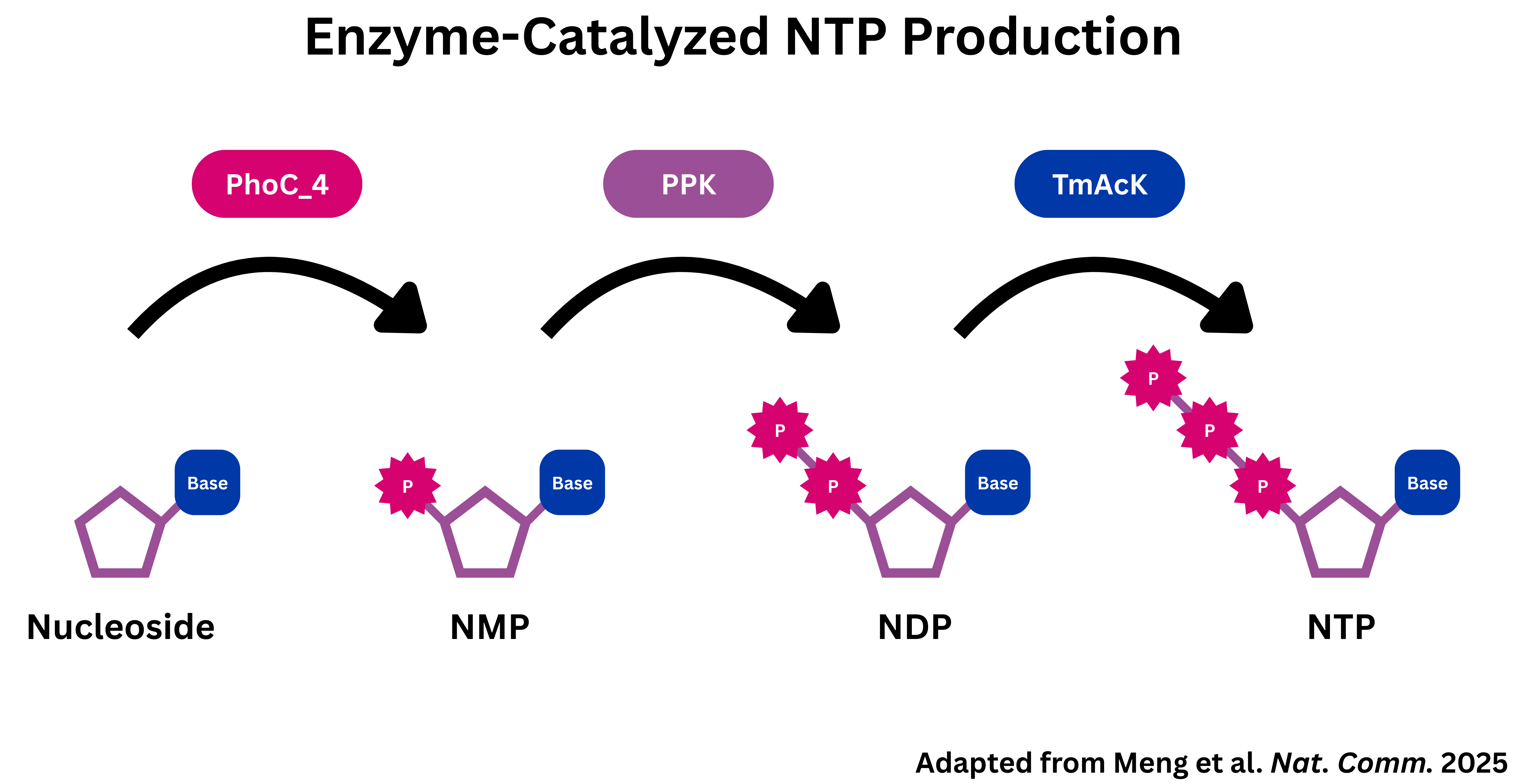 Enzymes open the door for more efficient oligo synthesis