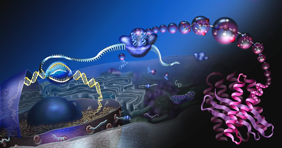 Shapeshifting ribosomal RNA protects bacteria from antibiotics
