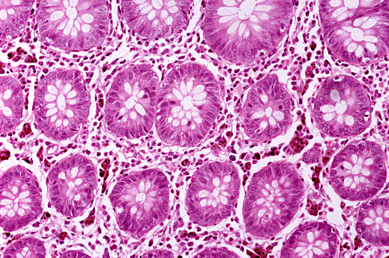 κοντινό πλάνο κυττάρων