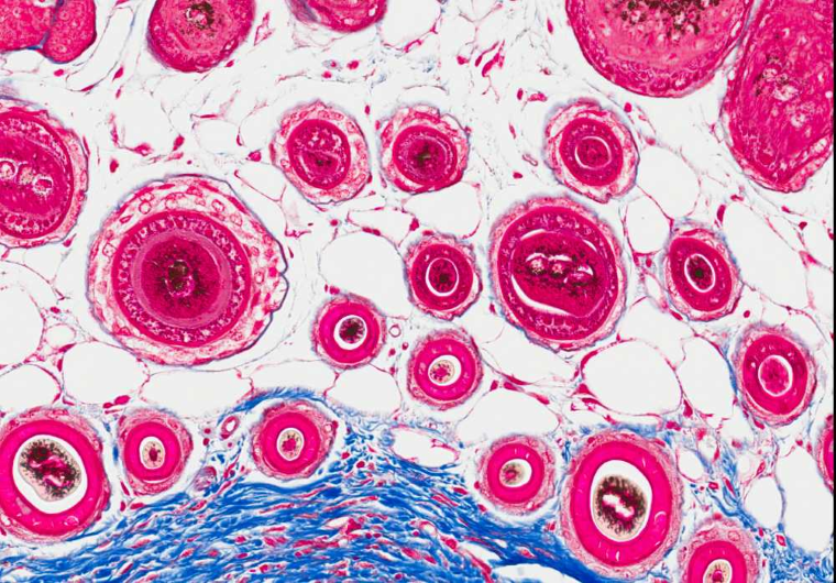 Κύτταρα δέρματος σε μεγέθυνση 20x