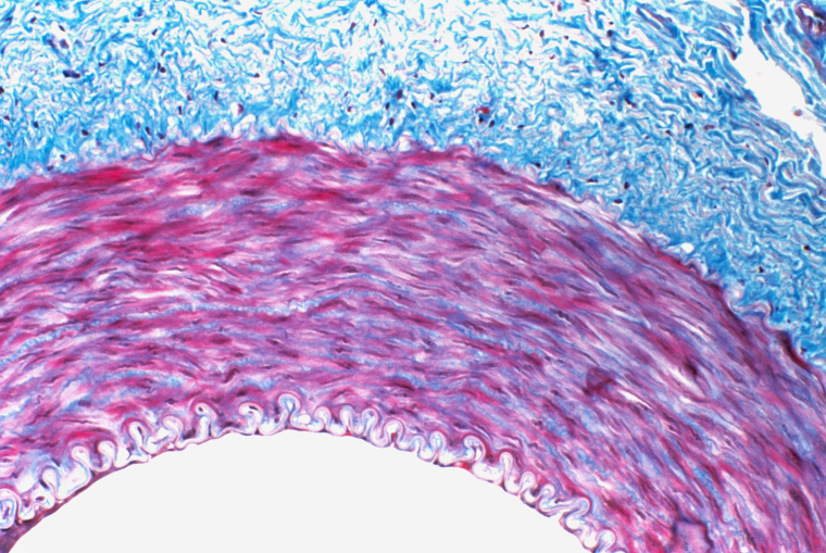 κοντινό πλάνο ενός κυττάρου