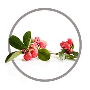 Wintergreen oil