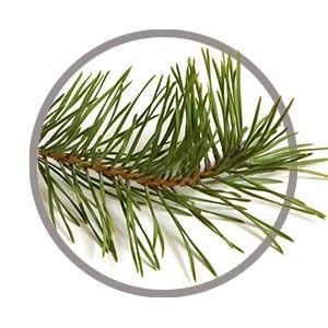 Turpentine oil