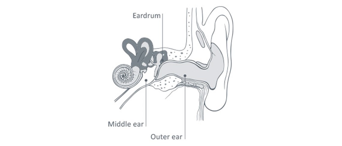 ear illustration