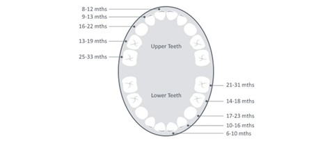 Kdy se objeví zuby mého dítěte?