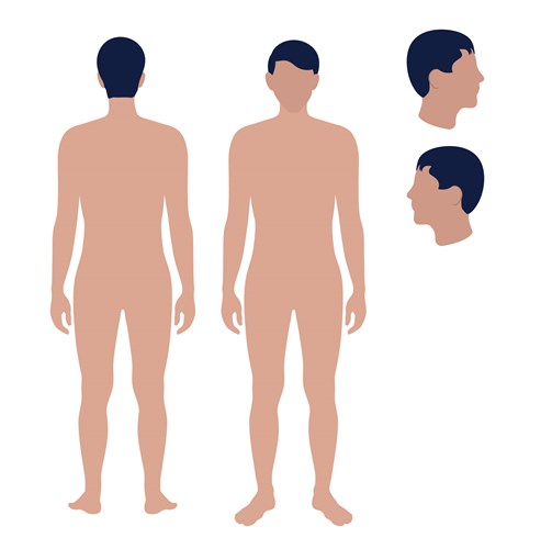 Illustration of the human body