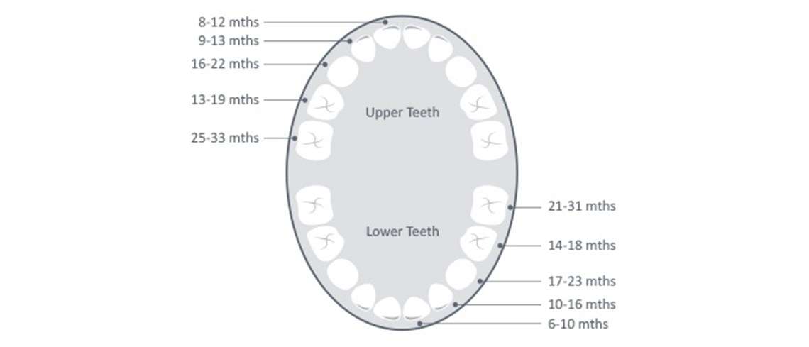 teething diagram