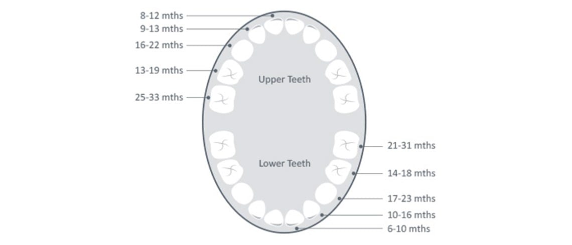 teething diagram