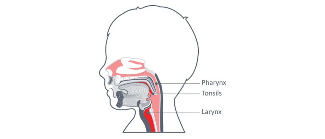 throat diagram