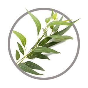Eucalyptus oil