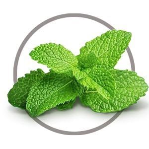 Mint extract