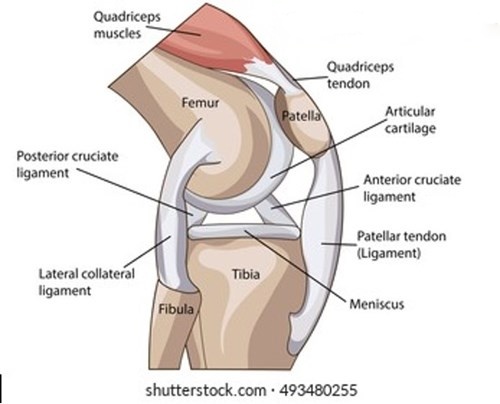 Anatomia genunchiului