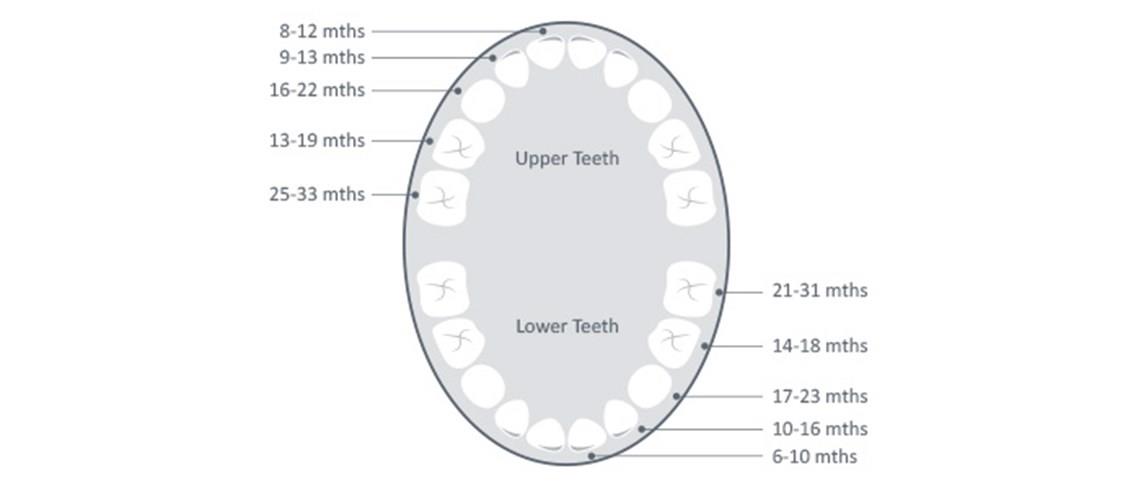 КОГА ПОНИКВАТ ЗЪБКИТЕ ПРИ ДЕЦАТА?