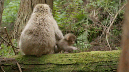 parenting.gif