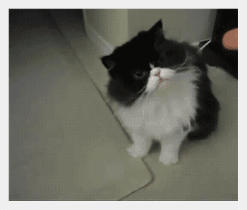 Cat poke