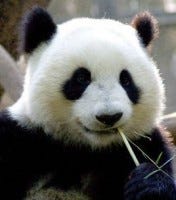 Panda Smile Headshot
